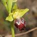 Ophrys funbre