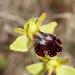 Ophrys de Peraiola