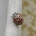 Coccinelle rose
