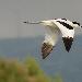 Avocette élégante