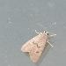 Noctuelle dysode